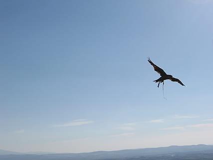 hawk, sky, fly, animal wildlife, animal themes, animal, animals in the wild, bird, vertebrate, one animal, flying, spread wings, low angle view, no people, nature, beauty in nature, copy space, mid-air, day, mountain, outdoors, scenics - nature, 2K, CC0, public domain, royalty free