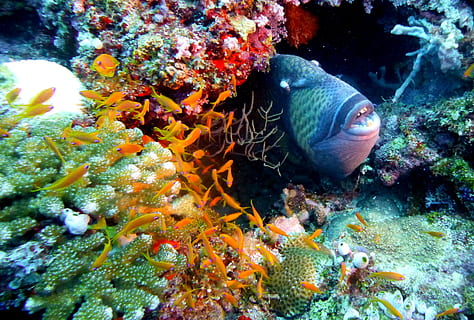 nero, superficie, dentro, coralli, pesce, grilletto, balestra, subacqueo, mare, oceano, scogliera, corallo, immersione, autorespiratore, tuffo, animale, natura, vita marina, clima tropicale, acqua, animali e animali domestici, blu, multicolore, immersioni in subacquea, sottomarino, un animale, animali allo stato selvatico, fauna selvatica, temi animali, vertebrato, marino, nuoto, invertebrato, nessuno, bellezza nella natura, 2K, CC0, dominio pubblico, privo di copyright