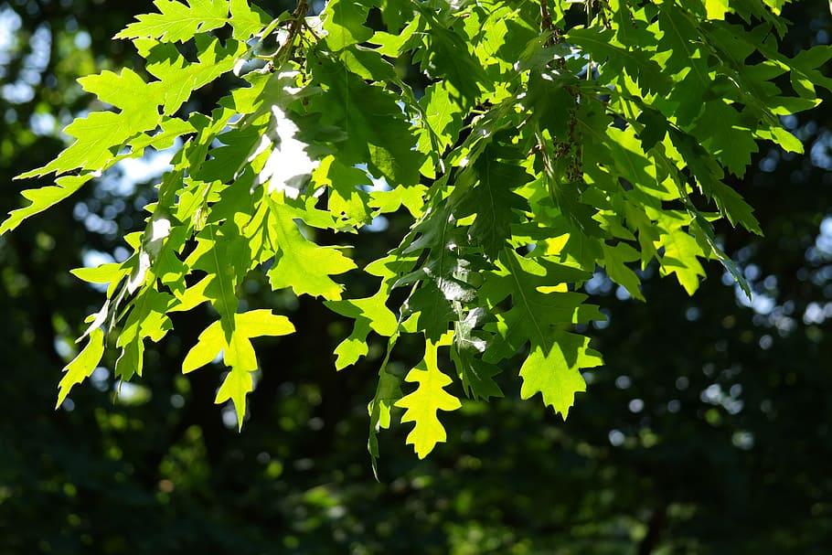 planta de fulla verda, full, llum de fons, brilli, verd, brilli a través, Verd clar, irregulars, buchtig lobulat, fulles, regnes zer, roure de gall dindi, arbre, quercus cerris l, roure, quercus, buchengewaechs, fagàcies, ornamentals, creixement, naturalesa, color verd, agricultura, part de la planta, planta, cap gent, centrar-se en primer pla, bellesa a la natura, dia, primer pla, llum solar, a l'aire lliure, tranquil·litat, branca, frescor, arbre d'auró, menjar i beguda, vista d’angle baix, fulla d'auró, 5K