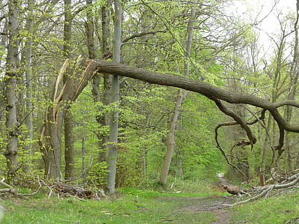 bouw, vooruit, storm schade, xaver, boom, fabriek, Bos, land-, kalmte, groei, romp, boomstam, natuur, rustige scène, schoonheid in de natuur, groene kleur, geen mensen, dag, bos-, niet-stedelijke scène, buitenshuis, tak, scenics - natuur, landschap, regenwoud, 4K, CC0, publiek domein, royaltyvrij