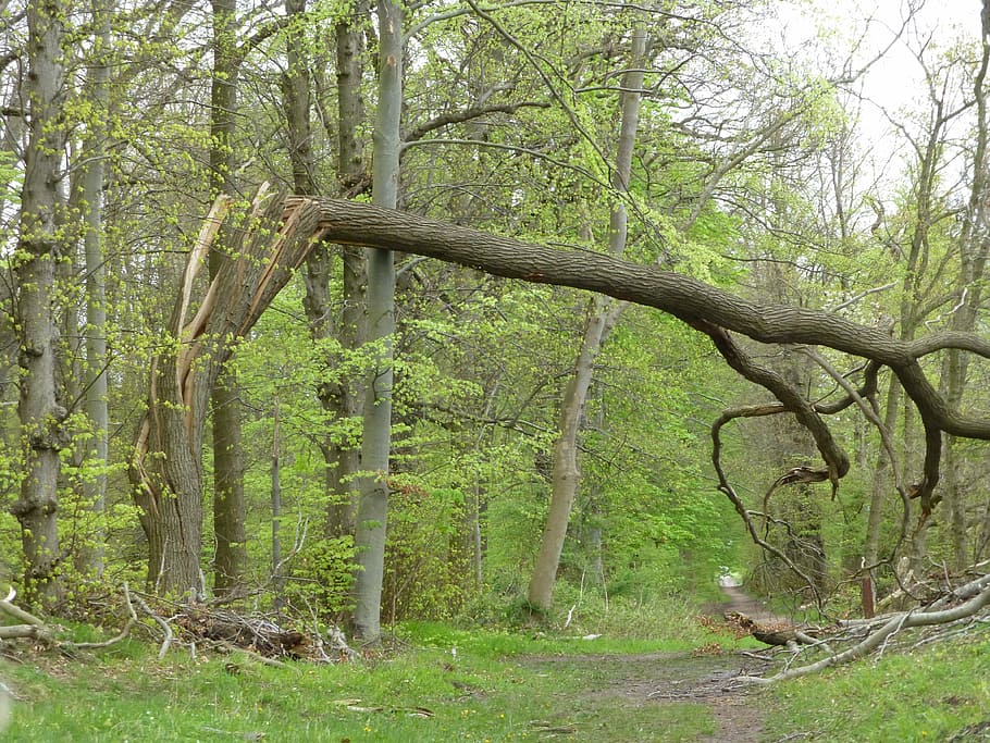 construcció, endavant, danys a la tempesta, xaver, arbre, planta, bosc, terra, tranquil·litat, creixement, tronc, tronc de l'arbre, naturalesa, escena tranquil·la, bellesa a la natura, color verd, cap gent, dia, escena no urbana, a l'aire lliure, branca, escenics - natura, paisatge, selva tropical, 4K