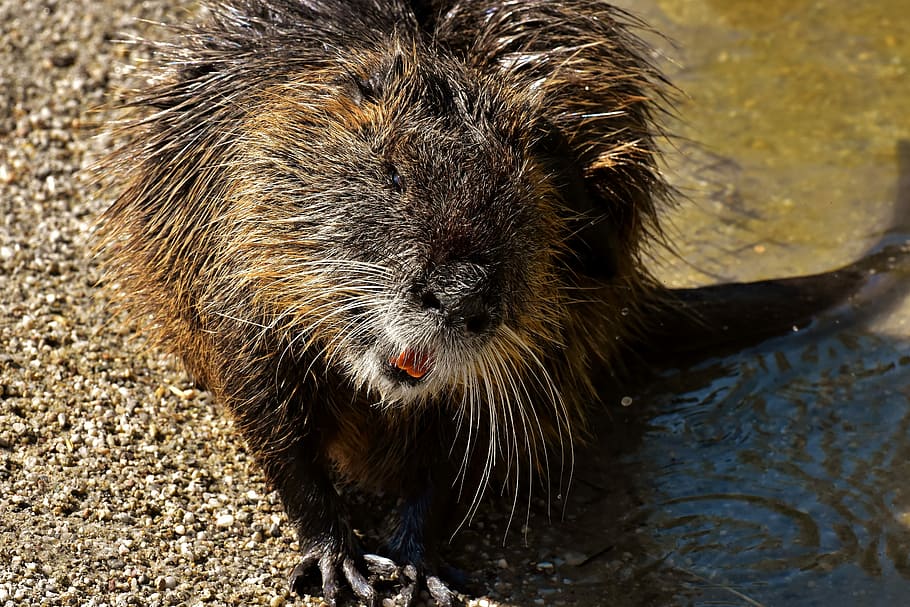 nutria, rata d'aigua, aigua, esquitxades, món animal, animal, naturalesa, pell, rosegador, observació de wildpark, aigües, temes d'animals, un animal, mamífer, fauna animal, animals a la natura, dia, cap gent, vertebrats, primer pla, a l'aire lliure, vista d’angle alt, humit, llum solar, rock, sòlid, bigotis, 5K