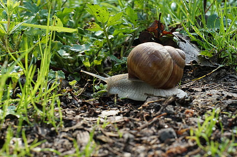 lumaca, conchiglia, natura, viscido, animale, mollusco, foglia, gasteropode, cibo, strisciando, temi animali, cibo e bevande, guscio di animale, terra, campo, fauna selvatica, pianta, nessuno, invertebrato, giorno, avvicinamento, animali allo stato selvatico, erba, all'aperto, 5K, CC0, dominio pubblico, privo di copyright
