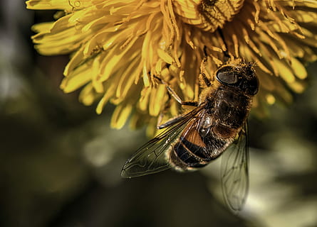 abella, insecte, rusc, pol·len, abelles, polinització, flor, primer pla, temes d'animals, cap gent, centrar-se en primer pla, invertebrat, un animal, animals a la natura, fauna animal, animal, planta amb flors, fragilitat, bellesa a la natura, planta, cap de flor, pètal, groc, vulnerabilitat, dia, ala dels animals, a l'aire lliure, papallona - insecte, 2K, CC0, domini públic, lliure de regalies