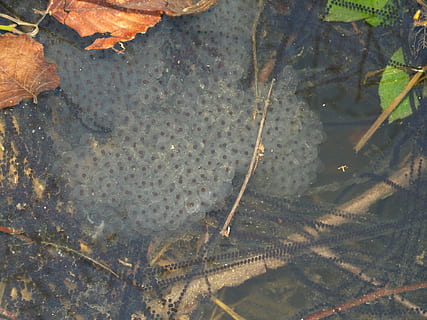 ikra, ropuchy, żaby, płazy, woda, jezioro, Natura, zwierzę, reprodukcja, wysoki kąt widzenia, część rośliny, żadnych ludzi, liść, dzień, roślina, piękno natury, wzrost, na dworze, przezroczysty, spokój, zbliżenie, nabrzeże, drzewo, zwierzęca przyroda, odchodzi, unoszący się na wodzie, płytki, 2K, CC0, domena publiczna, darmowe zdjęcia