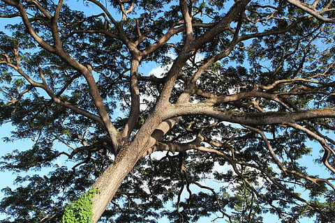 Natur, alt, Baumstamm, Baum, alter Baum, Kofferraum, Wald, Ast, draußen, Blatt, Himmel, Pflanze, Flachwinkelansicht, Tag, Wachstum, keine Leute, Ruhe, Schönheit in der Natur, klarer Himmel, Pflanzenteil, Baumkrone, grüne Farbe, direkt darunter, 2K, CC0, gemeinfrei, lizenzfrei