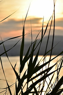 solnedgang, humør, sol, baglygte, kyst, landskab, græsser, Frankrig, skyer, romantisk stemning, hav, himmel, skønhed i naturen, ingen mennesker, natur, tæt på, silhuet, scenics - natur, ro, fokus på forgrunden, orange farve, plante, vækst, sky - himmel, udendørs, metal, hegn, rolig scene, ikke-urbane scene, idyllisk, græsblad, 5K, CC0, offentligt domæne, royaltyfrie