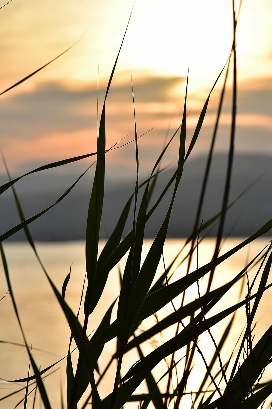 solnedgang, humør, sol, baglygte, kyst, landskab, græsser, Frankrig, skyer, romantisk stemning, hav, himmel, skønhed i naturen, ingen mennesker, natur, tæt på, silhuet, scenics - natur, ro, fokus på forgrunden, orange farve, plante, vækst, sky - himmel, udendørs, metal, hegn, rolig scene, ikke-urbane scene, idyllisk, græsblad, 5K