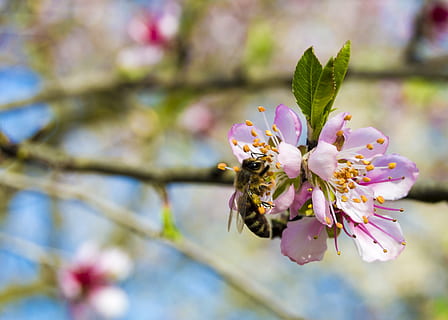 bi, forår, kirsebær, blomst, solrig, pollen, sommer, bestøve, naturlig, farve, natur, flora, indsamling, blomstrende, have, blomstrende plante, plante, vækst, skønhed i naturen, friskhed, skrøbelighed, dyre temaer, sårbarhed, kronblad, tæt på, dyr i naturen, dyr, dyreliv, hvirvelløse, et dyr, insekt, fokus på forgrunden, blomsterhoved, ingen mennesker, bestøvning, udendørs, kirsebær blomst, 4K, CC0, offentligt domæne, royaltyfrie