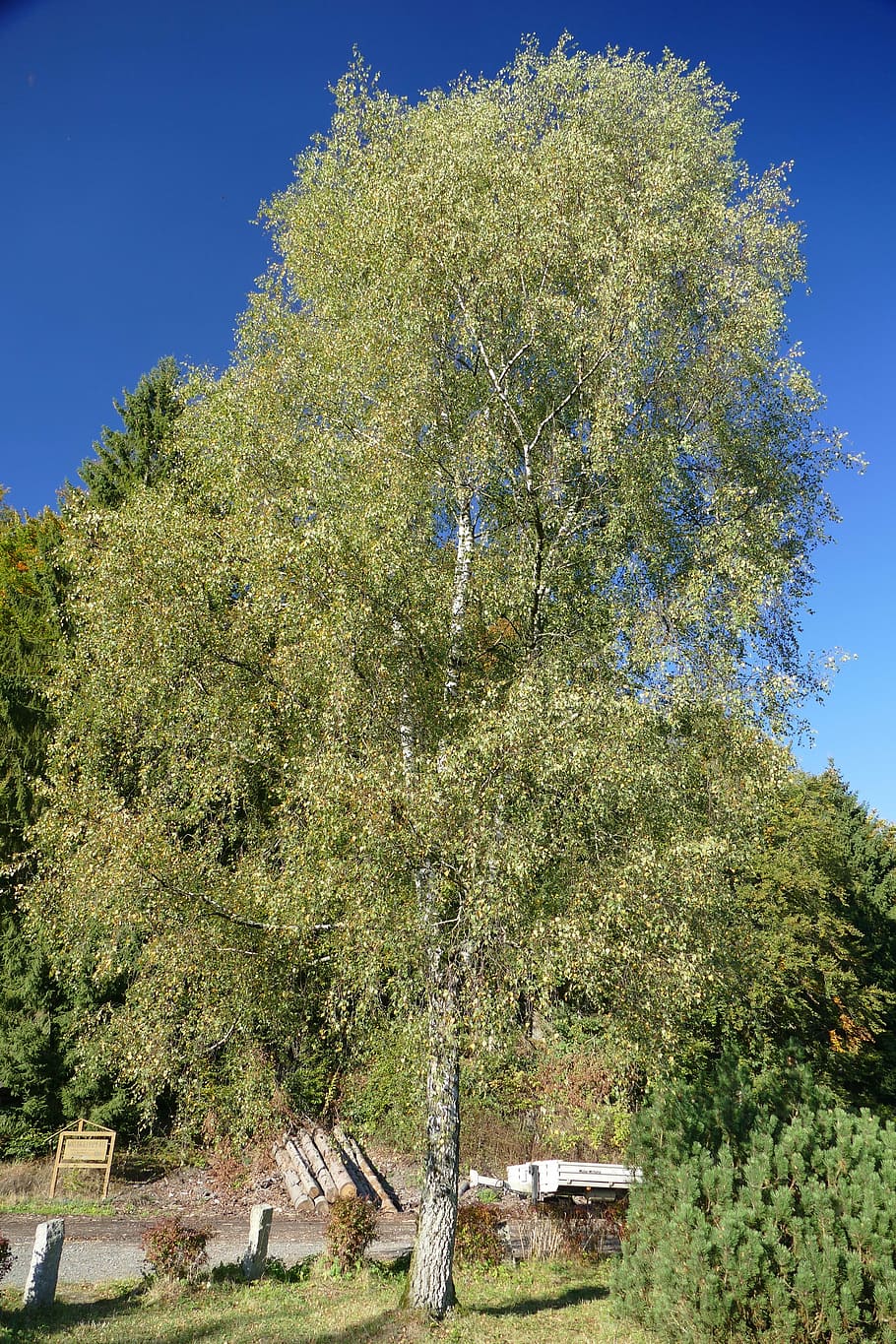 copac, Foioase, natură, luncă, cer, albastru, peisaj, toamnă, aurul octombrie, în aer liber, plantă, creştere, frumusețe în natură, Culoarea verde, nici o persoana, zi, cer senin, vedere unghiulară joasă, lumina soarelui, liniște, arhitectură, construită, o scenă liniștită, teren, scenice - natura, 5K