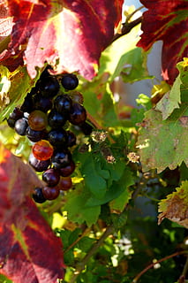 vin, drue, efterår, klynge, vinstokke blade, flok druer, sort drue, sund kost, frugt, mad og drikke, mad, blad, friskhed, velvære, vækst, plante del, plante, vingård, ingen mennesker, natur, tæt på, moden, bærfrugt, grøn farve, landbrug, dag, vinfremstilling, udendørs, 5K, CC0, offentligt domæne, royaltyfrie