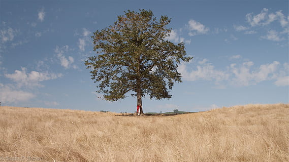 photo, tree, dried, grass, green, leaved, white, clouds, daytime, fields, boy, kid, cape, hugging, blue, sky, nature, field, landscape, agriculture, beauty in nature, day, tranquility, land, plant, environment, cloud - sky, single tree, growth, one person, scenics - nature, horizon over land, non-urban scene, outdoors, 2K, CC0, public domain, royalty free