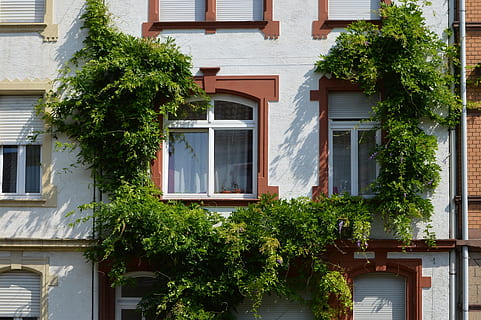 verd, arc de planta, va xocar, blanc, edifici tipus apartament, arquitectura, construcció, façana, finestra, arquitectura, edifici, Heidelberg, apartament, finestra de proa, entrellaçar-se, parella de vins, heura, portal, ecologització, cel, exterior de l'edifici, casa, estructura construïda, a l'aire lliure, planta, barri residencial, arbre, dia, creixement, cap gent, naturalesa, ciutat, color verd, reflexió, vista d’angle baix, material de fusta, 2K, CC0, domini públic, lliure de regalies