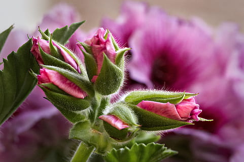 geranium, Closeups, inflori, a inflori, floare, floră, mugur, grădină, balcon, plantă, frumusețe în natură, planta cu flori, a închide, culoarea roz, prospeţime, creştere, natură, parte a plantelor, frunze, Culoarea verde, nici o persoana, mancare si bautura, alimente, selectiv, cap de floare, petală, în aer liber, Violet, primăvară, gradinarit, 2K, CC0, domeniu public, fără drepturi de autor