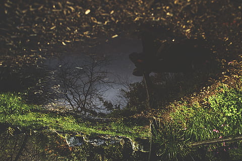 daggry, landskab, natur, himmel, skyer, miljø, aften, græs, naturfotografering, udendørs, naturskøn, skygge, træer, plante, træ, ingen mennesker, vækst, vand, ro, jord, blad, plante del, Skov, skønhed i naturen, dag, afspejling, rolig scene, Mark, sø, høj vinkel visning, 5K, CC0, offentligt domæne, royaltyfrie