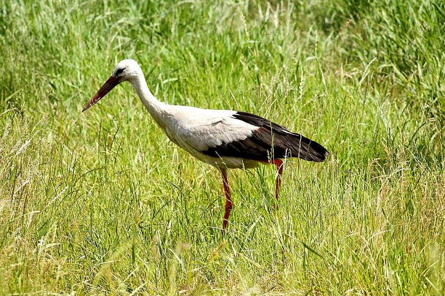 čáp, louka, východní, pták, krmení, tráva, elbaue, prettin, jednoho zvířete, zvířata ve volné přírodě, zvířat, ibis, Příroda, venku, zvíře, obratlovců, rostlina, pole, den, čáp bílý, zelená barva, nikdo, boční pohled, přistát, růst, zobák, zobrazení profilu, sladkovodní pták, zvířecí krk, 4K