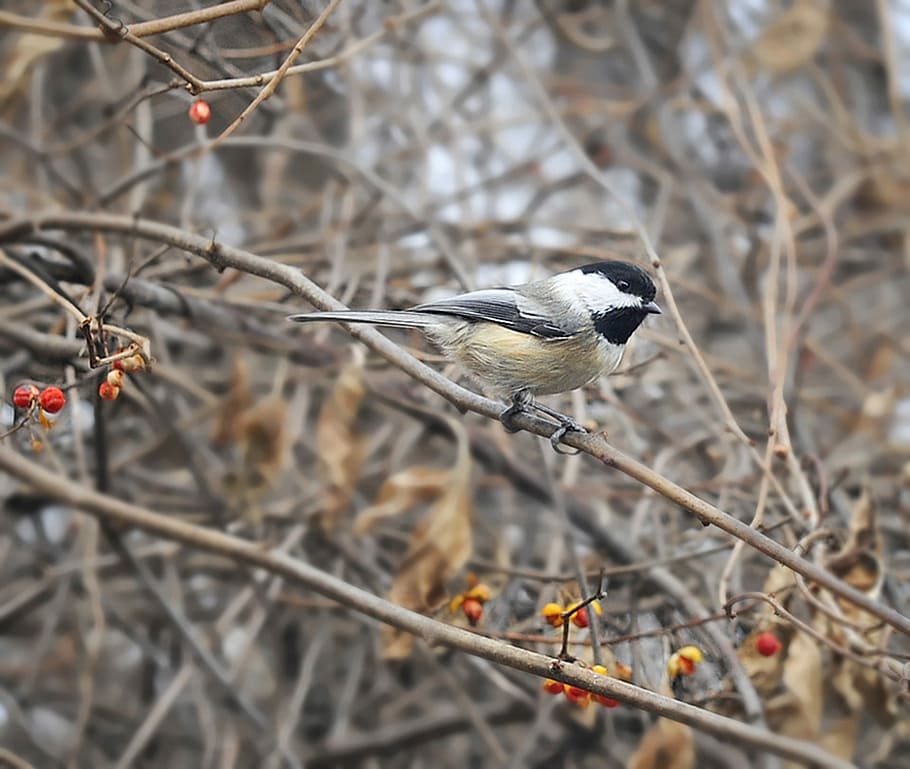 ocells, migració, migrar, ramat, migratori, observació d'aus, fauna, naturalesa, chickadee, posat, songbird, vida salvatge, animals a la natura, temes d'animals, un animal, fauna animal, ocell, hivern, animal, vertebrats, planta, dia, cap gent, branca, arbre, centrar-se en primer pla, arbre nu, a l'aire lliure, enfocament selectiu, sec, 1080P