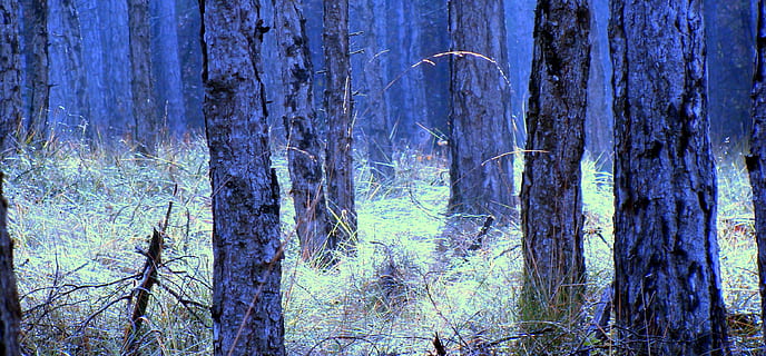roupa de baixo, Pinheiro, casca de árvore, arvores, pinho, Pinhal, tronco de árvore, árvore, floresta, natureza, ninguém, plantar, terra, tronco, tranquilidade, cena tranquila, beleza na natureza, crescimento, panorama, meio Ambiente, scenics - natureza, dia, ao ar livre, cena não urbana, madeira - material, floresta de pinheiros, árvore conífera, 2K, CC0, domínio público, royalty free
