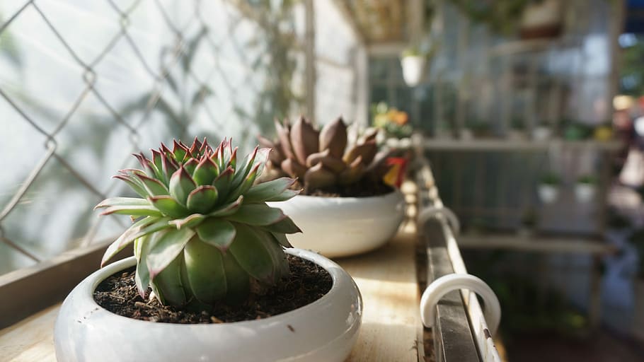 cactus, cereus, flor, centrar-se en primer pla, cap gent, dia, planta, a l'aire lliure, creixement, planta en test, primer pla, naturalesa, planta suculenta, bellesa a la natura, color verd, frescor, test de flor, planta amb flors, botànica, vulnerabilitat, fragilitat, 5K