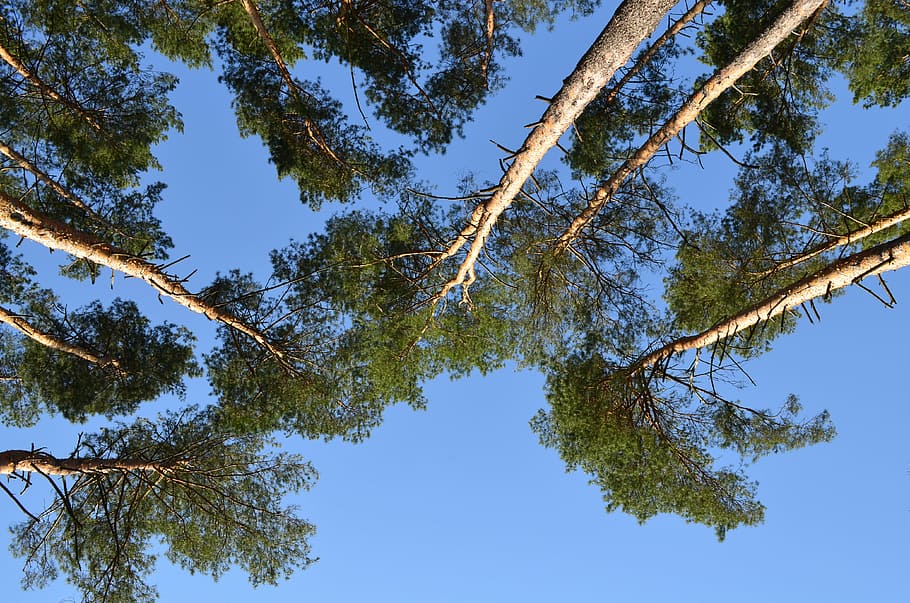 naturalesa, pi, vista des de la part inferior, primavera, cel, arbres, bosc, arbre, planta, vista d’angle baix, branca, creixement, cel clar, blau, cap gent, dia, tranquil·litat, bellesa a la natura, color verd, a l'aire lliure, escena tranquil·la, llum solar, full, tronc de l'arbre, part de la planta, directament a sota, copa de l'arbre, arbre de coníferes, 4K