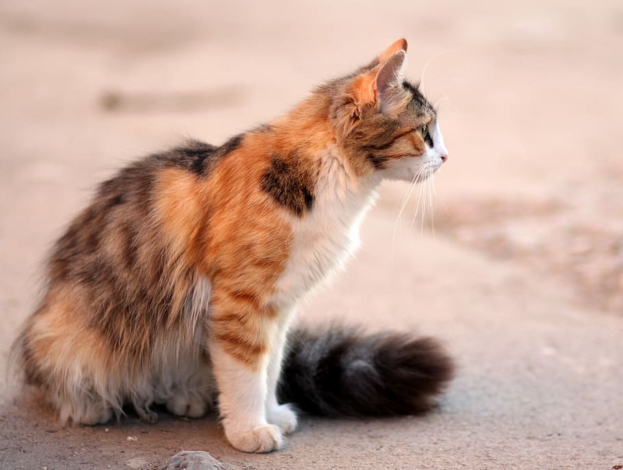 korte pels, orange, hvid, sort, kat, sidder, grå, beton, overflade, farvestoffer, kæledyr, om, dyr, dyre temaer, pattedyr, et dyr, indenlandske, husdyr, indenlandske kat, feline, ingen mennesker, hvirveldyr, fuld længde, leder, sidebillede, fokus på forgrunden, stående, ungt dyr, dyreliv, killing, profilvisning, lille, 4K