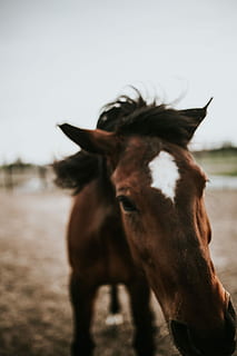 horse, Portrait, animal, brown, farm, nature, outdoors, stallion, rural Scene, mammal, animal Head, pasture, ranch, mare, mane, domestic animals, one animal, animal themes, livestock, domestic, pets, vertebrate, focus on foreground, field, animal wildlife, land, sky, no people, standing, day, herbivorous, 4K, CC0, public domain, royalty free