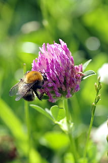 bi, insekt, bestøve, kløver, rød, blå, violet, blomst, foderplante, en blomst af marken, makro, stænglerne, Trifolium, farve, eng, grøn, blomstrende plante, dyre temaer, dyr, skønhed i naturen, hvirvelløse, dyreliv, et dyr, skrøbelighed, plante, dyr i naturen, sårbarhed, friskhed, kronblad, vækst, tæt på, blomsterhoved, bestøvning, ingen mennesker, humlebi, udendørs, lilla, forår, 2K, CC0, offentligt domæne, royaltyfrie