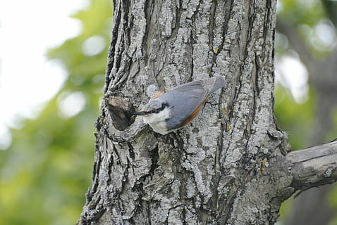 eurasischer treecreeper, Vogel, Baum, Tierthemen, Tierwelt, Tier, Kofferraum, Baumstamm, Tiere in freier Wildbahn, Pflanze, ein Tier, Wirbeltier, Natur, Fokus auf den Vordergrund, hocken, draußen, keine Leute, Tag, Pflanzenrinde, texturiert, Nahansicht, Specht, 4K, CC0, gemeinfrei, lizenzfrei