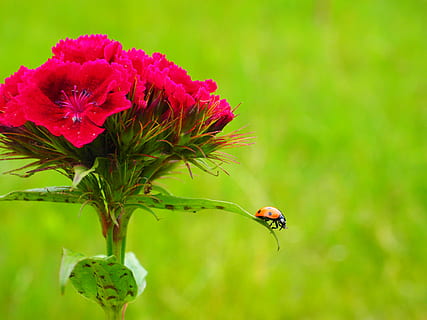 coccinella, Coccinellidae, scarafaggio, elitra, coccinella siebenpunkt, siebenpunkt, coccinella septempunctata, garofano, fiore, fiorire, fioritura, rosso, cupola, strisciare, krabbeltier, primavera, natura, pianta, estate, all'aperto, pianta fiorita, animale, temi animali, fauna selvatica, bellezza nella natura, insetto, avvicinamento, invertebrato, freschezza, un animale, concentrarsi sulle conoscenze acquisite, animali allo stato selvatico, colore rosa, nessuno, petalo, macro, testa di fiore, impollinazione, piccolo, 4K, CC0, dominio pubblico, privo di copyright