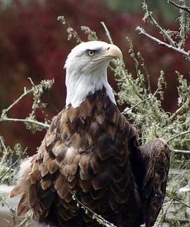 àguila, av, animals, rapinyaire, àguila - ocell, ocell, àguila calba, naturalesa, vida salvatge, animal, carnívor, animals a la natura, ploma, caça d’animals, bec, EUA, vertebrats, temes d'animals, fauna animal, un animal, dia, posat, centrar-se en primer pla, arbre, cap gent, planta, primer pla, a l'aire lliure, branca, cap d’animals, 2K, CC0, domini públic, lliure de regalies