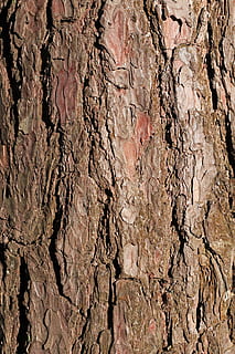 escorça, pi, arbre, textura, fons, pi, arbre, marró, tancar, vertical, rock - object, marc complet, primer pla, patró, tronc de l'arbre, tronc, cap gent, aspre, escorça de la planta, naturalesa, planta, dia, a l'aire lliure, material de fusta, creixement, sòlid, efecte texturat, 2K, CC0, domini públic, lliure de regalies