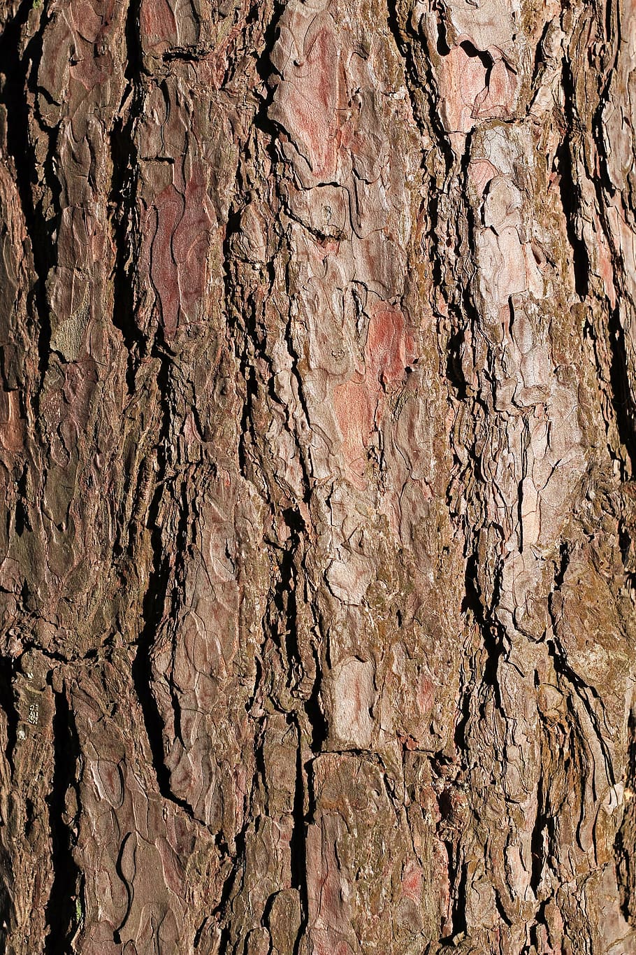 escorça, pi, arbre, textura, fons, pi, arbre, marró, tancar, vertical, rock - object, marc complet, primer pla, patró, tronc de l'arbre, tronc, cap gent, aspre, escorça de la planta, naturalesa, planta, dia, a l'aire lliure, material de fusta, creixement, sòlid, efecte texturat, 2K