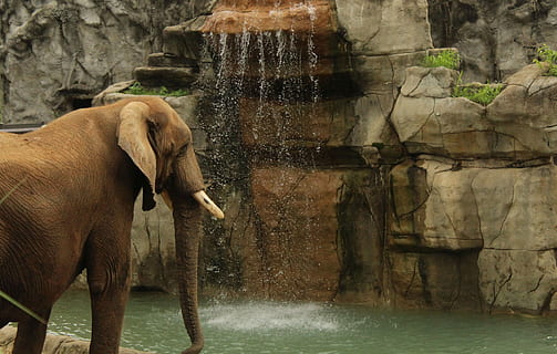 elefant, foss, stamme, vann, ett dyr, dyre temaer, pattedyr, dyreliv, dyr, virveldyr, vannkanten, dyr kroppsdel, dyr i naturen, dyre koffert, dag, natur, ingen folk, fast, bevegelse, innsjø, dyrehage, utendørs, planteetende, dyr hode, 4K, CC0, offentlig domene, opphavsrett gratis