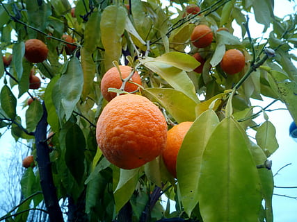 apelsinai, medžiai, vaisių medžiai, naranjo, medis, pobūdį, vaisiai, maisto, lauke, citrusiniai vaisiai, vaisių sodas, sveika mityba, Maistas ir gėrimai, lapai, augalų dalis, augalų, šviežumas, augimą, oranžinė spalva, gerovę, Citrusinis vaisius, vaismedis, nėra žmonių, Iš arti, dieną, žemas kampo vaizdas, subrendęs, oranžinė, 4K, CC0, Viešasis domenas, nemokamai