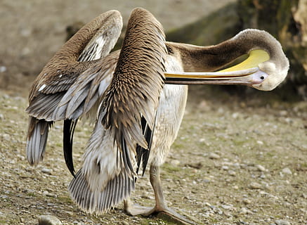ogród zoologiczny, hellabrunn, Monachium, tematy zwierzęce, zwierzę, zwierzęca przyroda, zwierzęta na wolności, kręgowiec, ptak, jedno zwierzę, skupić się na pierwszym planie, żadnych ludzi, zbliżenie, dzień, Natura, pole, dziób, wylądować, rozwinąć skrzydła, zoologia, ptak drapieżny, pełna długość, latający, 4K, CC0, domena publiczna, darmowe zdjęcia