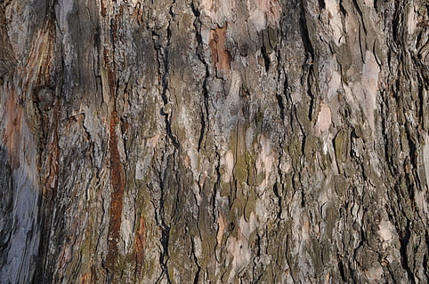 Tree, Trunk, Tree Bark, Texture, bark, tree, trunk, large texture, textured, backgrounds, full frame, no people, pattern, nature, tree trunk, close-up, rough, wood - material, plant bark, plant, outdoors, day, weathered, natural pattern, brown, extreme close-up, textured effect, 4K, CC0, public domain, royalty free