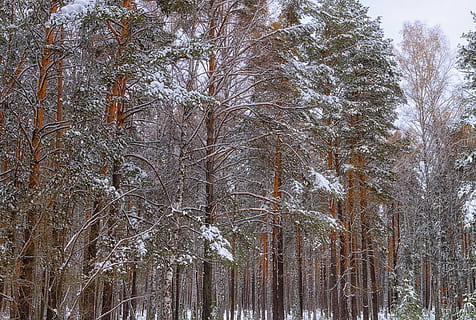 las, śnieg, zimowy, zimowy las, drzewa, Natura, drzewo, śnieżna zima natura, krajobraz, sosna, piękny, zimowy krajobraz, roślina, zimna temperatura, żadnych ludzi, piękno natury, wzrost, spokój, wylądować, dzień, Oddział, niski kąt widzenia, niebo, na dworze, nagie drzewo, bagażnik samochodowy, lesisty teren, 4K, CC0, domena publiczna, darmowe zdjęcia