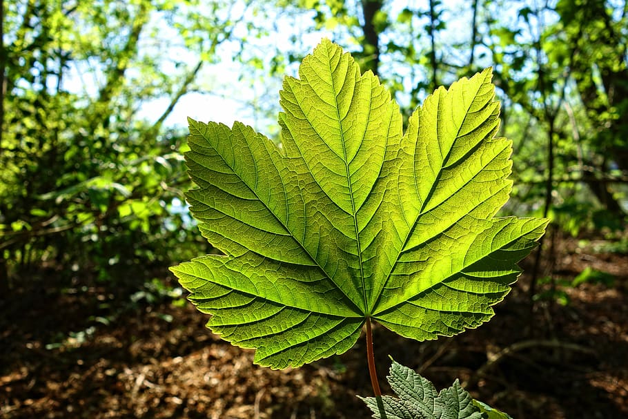 grøn bladplante, blad, vene, mønster, ungt blad, forårsblade, nyt blad, ny grøn, frisk grøn, baggrundsbelysning, natur, April, plante del, grøn farve, plante, vækst, tæt på, fokus på forgrunden, skønhed i naturen, dag, træ, ingen mennesker, sollys, jord, udendørs, ro, Skov, friskhed, Mark, bladvenen, blade, 5K