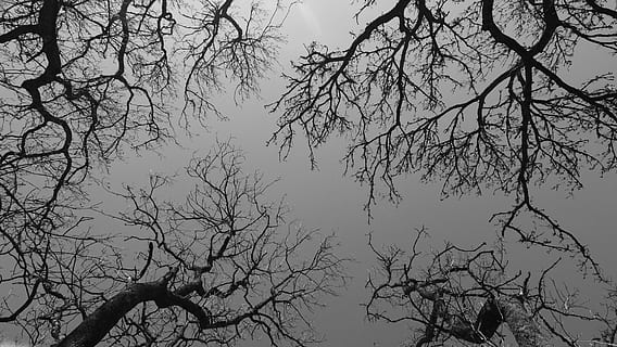 Basso, foto ad angolo, alberi, rami, cielo, foresta, grigio, buio, contrasto, albero, ramo, albero nudo, pianta, silhouette, natura, Inquadratura dal basso, la tranquillità, nessuno, bellezza nella natura, all'aperto, scenics - natura, nuvola - cielo, scena tranquilla, giorno, tronco, tronco d'albero, spaventoso, baldacchino di albero, 5K, CC0, dominio pubblico, privo di copyright