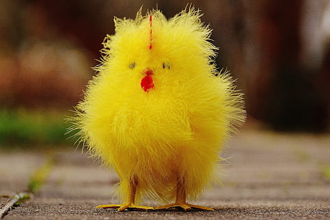 pui, Paști, drăguţ, figura, temă easter, dulce, decor, primăvară, galben, pasăre, pui de pasăre, animale tematice, animale domestice, animal, șeptel, tânără pasăre, puisor, animale de companie, să se concentreze asupra primelor elemente, mamifer, păsări de curte, intern, animale vertebrate, nici o persoana, a închide, un animal, natură, 5K, CC0, domeniu public, fără drepturi de autor