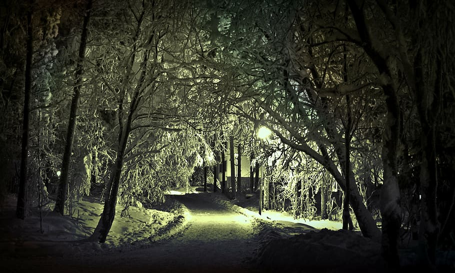 pathway, træer, vinter, sne, vinterlige, skygge, kold, landskab, lys, snedækket, mærkelig, sne magi, hispanic, belysning, væk, skov sti, lanterne, gadebelysning, mørke, aftenlys, adgang, sne landskab, vinterdrøm, frost-, vinter skov, skyggespil, hvid, hvile, isnende, vinterstemning, træ, Skov, natur, udendørs, sæson, efterår, plante, vejen frem, retning, træstamme, bagagerum, vej, jord, vækst, faldende perspektiv, ro, sti, ingen mennesker, skønhed i naturen, transportmidler, treelined, sollys, gyde, 2K