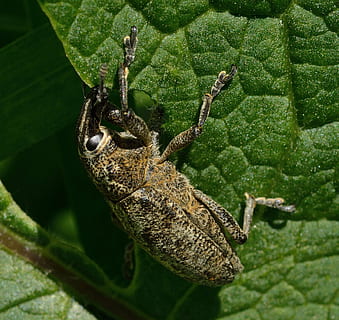 insetti, coleotteri, tonchio, colore verde, un animale, fauna selvatica, animale, animali allo stato selvatico, temi animali, avvicinamento, natura, parte vegetale, foglia, pianta, insetto, nessuno, invertebrato, giorno, all'aperto, vista dall'alto, parte del corpo animale, rana, rettile, 1080P, CC0, dominio pubblico, privo di copyright