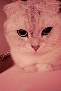 gattino, pieghe, gradiente d'argento, domestico, gatto, animali domestici, gatto domestico, un animale, felino, mammifero, ritratto, vertebrato, guardando la fotocamera, avvicinamento, in casa, baffo, nessuno, parte del corpo animale, rilassamento, occhio animale, 4K, CC0, dominio pubblico, privo di copyright