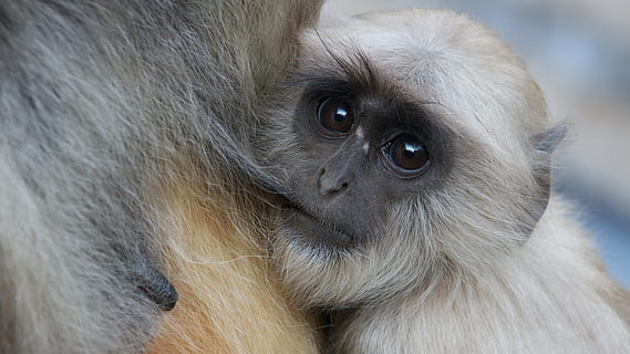 bege, cinzento, primata, macaco, quadros, bebê, Índia, o bebê, mãe, quadro de macaco, mamífero, animais selvagens, animais em estado selvagem, vertebrado, um animal, pêlo de animal, cabelo, fechar-se, retrato, pessoas, olhando, parte do corpo animal, olho animal, floresta tropical, 5K, CC0, domínio público, royalty free