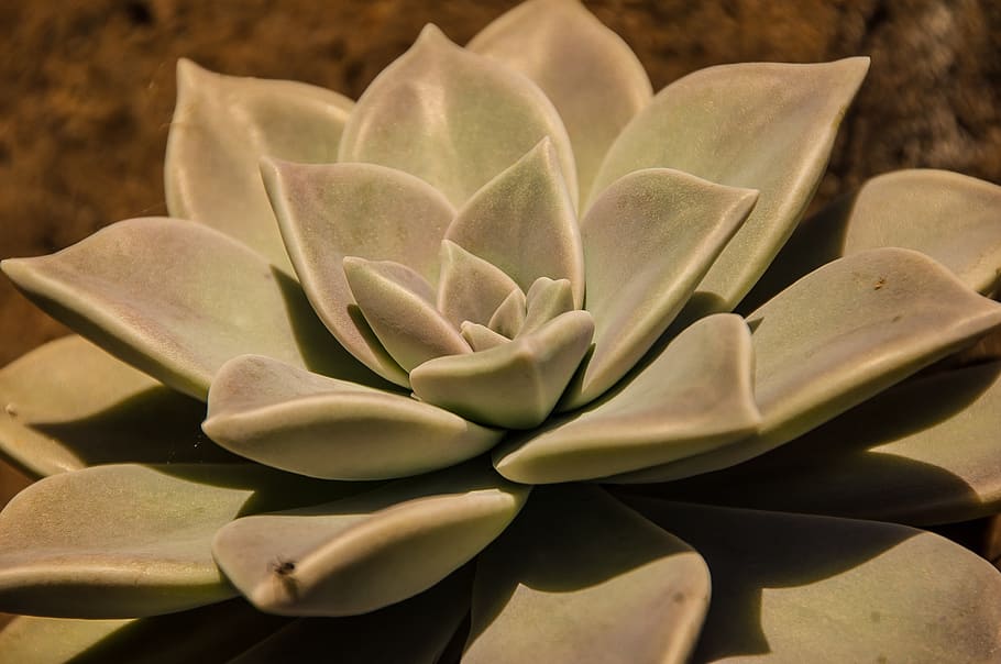 saftig, Grün, grau, Rosette, Kreis, Muster, Laub, Garten, Australien, Blume, Pflanze, blühende Pflanze, Schönheit in der Natur, Blütenblatt, Wachstum, Verletzlichkeit, Zerbrechlichkeit, Nahansicht, Frische, Blütenkopf, Blütenstand, Natur, keine Leute, Sukkulente, Tag, Blatt, Fokus auf den Vordergrund, draußen, Pollen, Weichheit, 2K