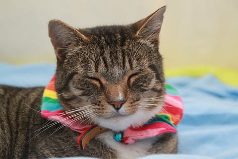 bruin, sluitend, ogen, kat, gestreept, regenboog, huiskat, één dier, huisdieren, dierlijke thema's, buitenshuis, zoogdier, dier, huiselijk, katachtig, detailopname, gewerveld, snorhaar, geen mensen, focus op de voorgrond, dierlijke lichaamsdeel, ogen dicht, portret, dag, ontspanning, dierenkop, 4K, CC0, publiek domein, royaltyvrij