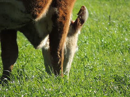 pâturage, coller, bit, Bowie, bétail, thèmes animaux, herbe, animal, mammifère, un animal, plante, animaux domestiques, champ, vertébré, national, la nature, terre, couleur verte, journée, personne, partie du corps de l'animal, la faune des animaux, lumière du soleil, en plein air, patte d'animal, herbivore, tête d'animal, bouche ouverte, 4K, CC0, domaine public, libre de droits