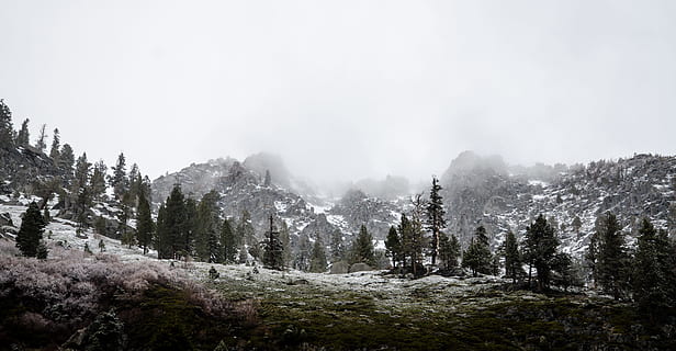 horské foto, zelené stromy, krajina, fotografie, vysoký, stromy, přední, hory, mrak, strom, sníh, Studený, zimní, Příroda, les, hora, mlha, scén, venku, borovice, nikdo, den, klid, životní prostředí, nebe, krása v přírodě, studená teplota, scenics - příroda, rostlina, přistát, jehličnatého stromu, borové lesy, horský vrchol, 4K, CC0, veřejná doména, bez autorských práv