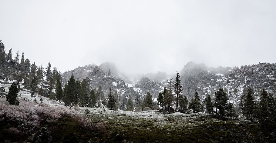 horské foto, zelené stromy, krajina, fotografie, vysoký, stromy, přední, hory, mrak, strom, sníh, Studený, zimní, Příroda, les, hora, mlha, scén, venku, borovice, nikdo, den, klid, životní prostředí, nebe, krása v přírodě, studená teplota, scenics - příroda, rostlina, přistát, jehličnatého stromu, borové lesy, horský vrchol, 4K