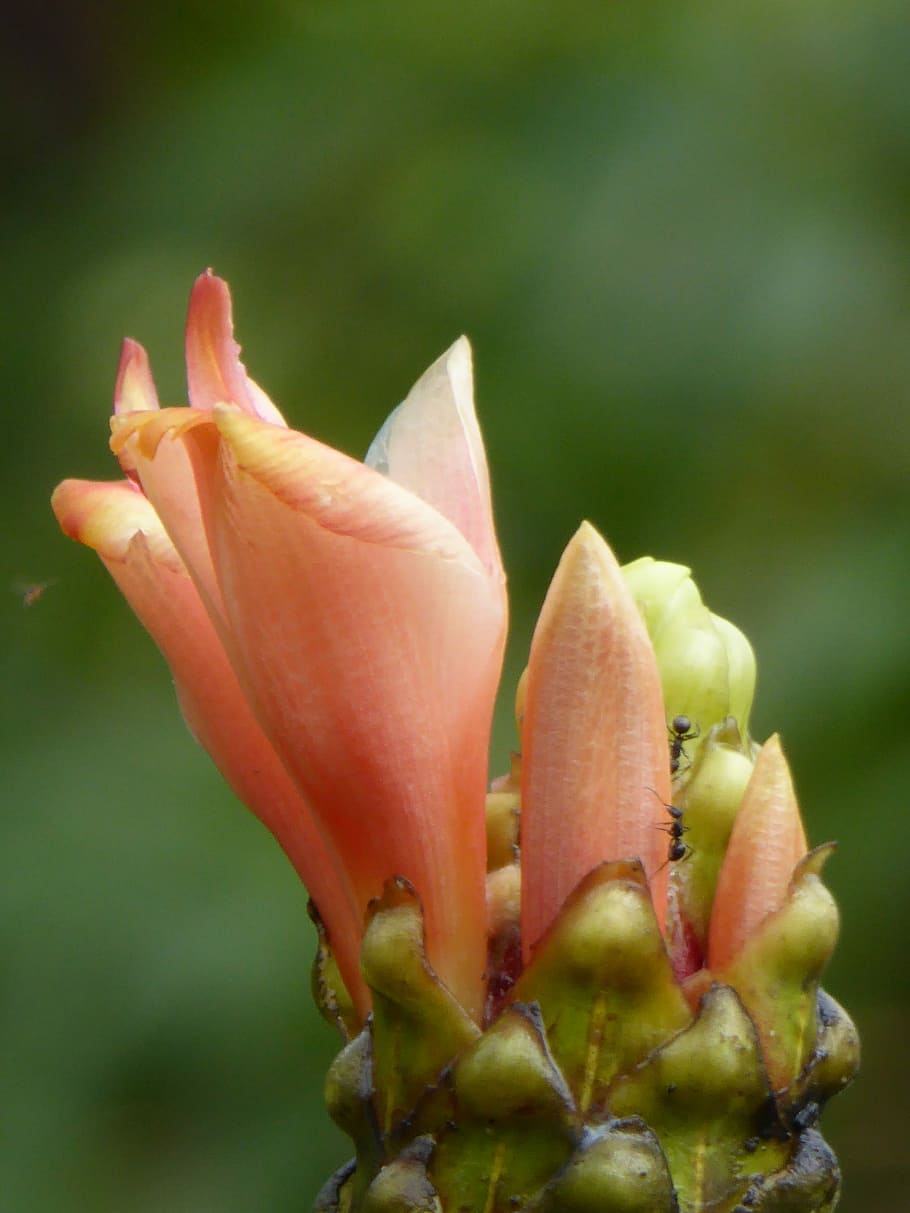lilly, peruà, planta, a l'aire lliure, color verd, naturalesa, primer pla, part del cos humà, centrar-se en primer pla, frescor, flor, mà humana, planta amb flors, mà, fragilitat, bellesa a la natura, vulnerabilitat, una persona, pètal, creixement, dia, dit, dit humà, part del cos, cap de flor, 4K